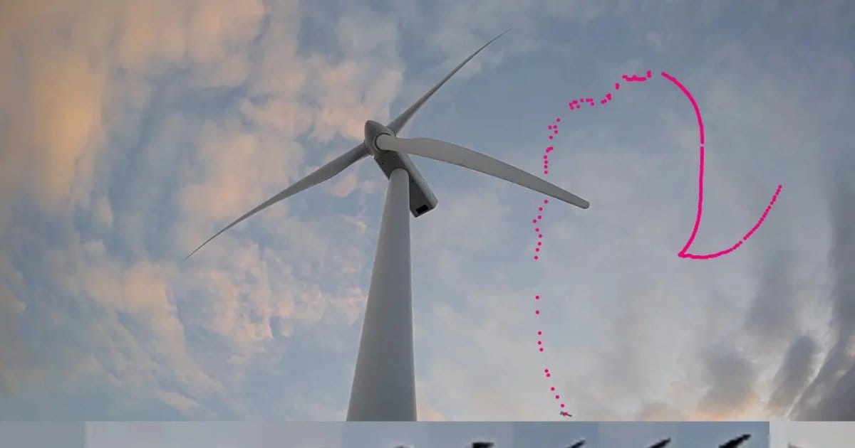 Seagull collision case. (Image credit: Spoor software)