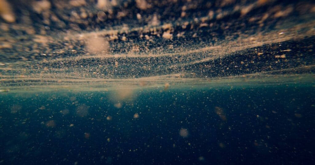 The small but mighty phytoplankton are the labourers of the ocean, they serve as the base of the food web