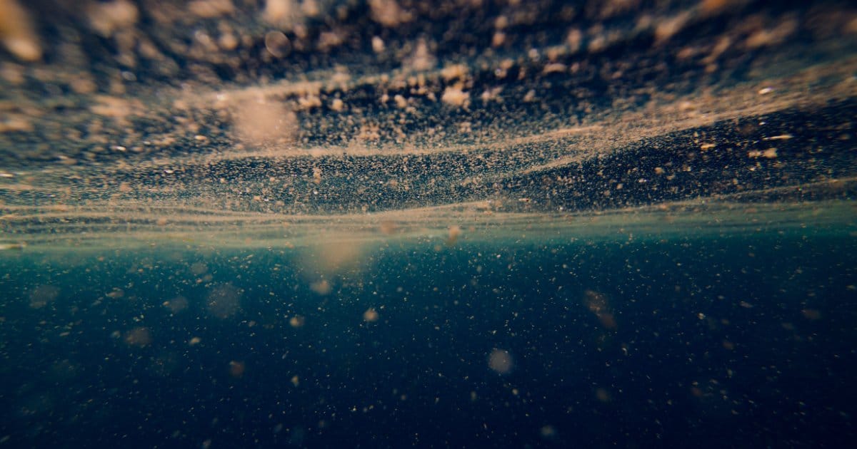 The small but mighty phytoplankton are the labourers of the ocean, they serve as the base of the food web