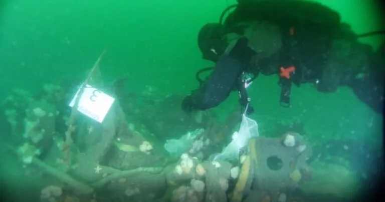 A diver from the Danish Navy is collecting common mussels on the wreck of the german submarine from WW1. (Image credit: Kathrine Juul Andresen)