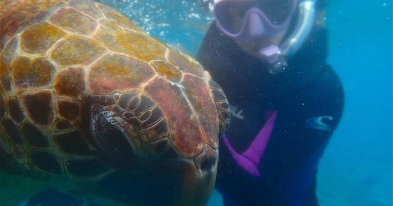 Yellow-morph green turtle, Chelonia mydas, in the Galápagos Islands. (Image credit: Juan Pablo Muñoz-Pérez)