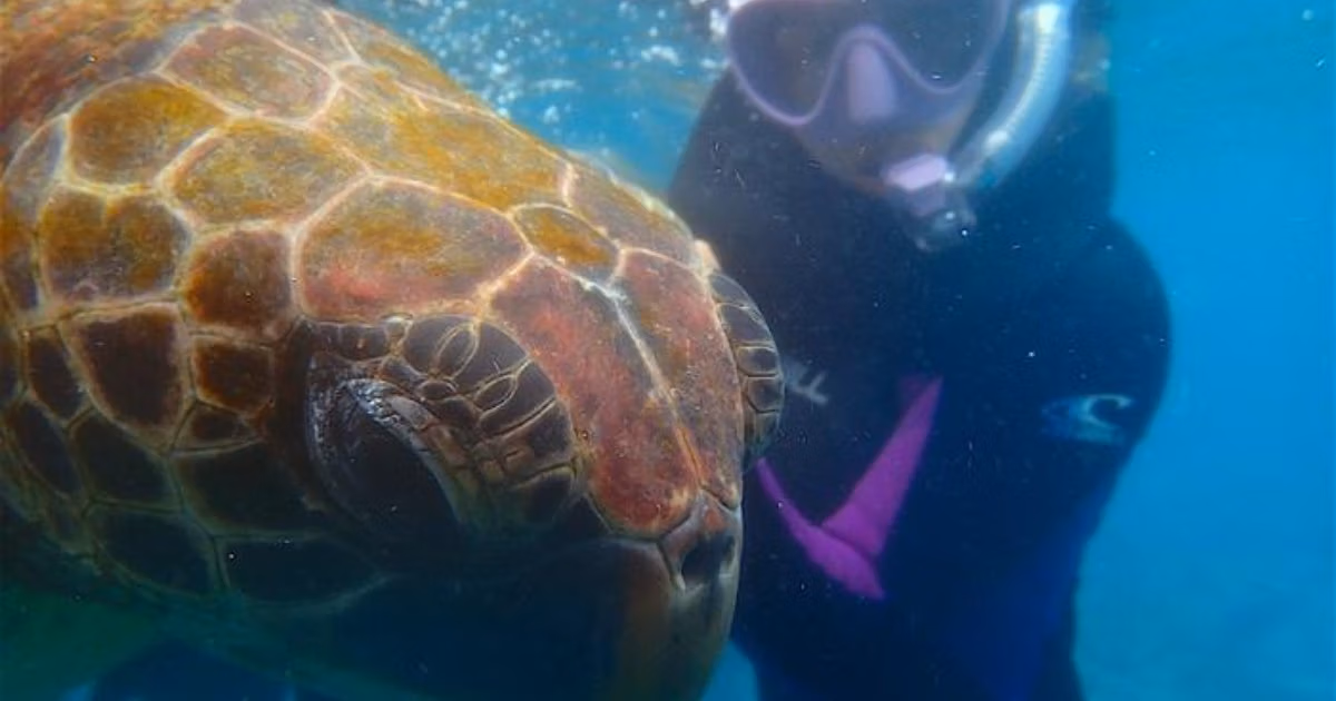 Yellow-morph green turtle, Chelonia mydas, in the Galápagos Islands. (Image credit: Juan Pablo Muñoz-Pérez)