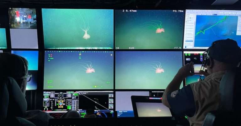 Only about 70 bigfin squid have ever been observed or collected, so the control room aboard R/V David Packard was abuzz with excitement for this unique encounter. (Image credit: Steve Litvin, MBARI)