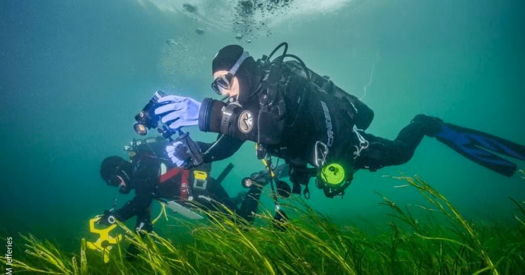 Two divers swim within a seagrass meadow. They are collecting samples as part of a research study. (Image credit: Project Seagrass)