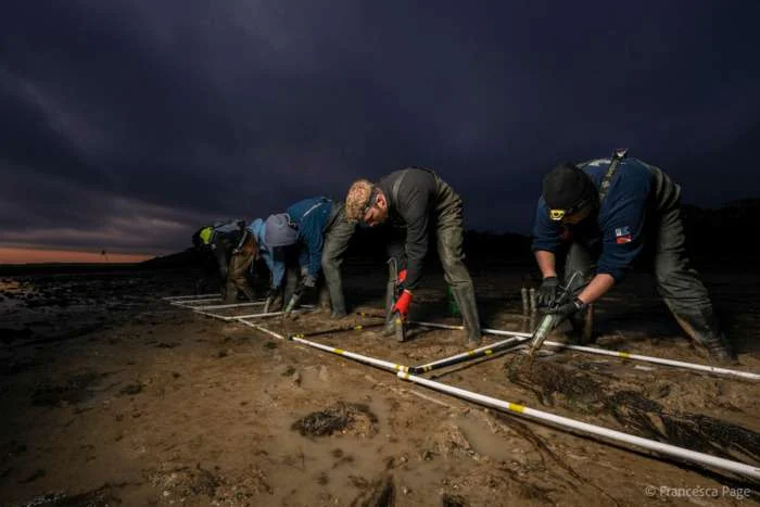 Four members of the Project Seagrass team are bent over quadrats using re-purposed caulking guns to inject seagrass seeds into the sediment. (Image credit: Project Seagrass)