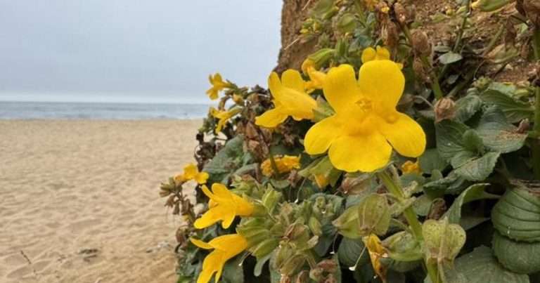 By studying the diversity of ways that wild monkeyflowers adapt to salt spray, researchers say their work could point to ways to make other plants, including crops, more resilient to salt exposure. And not just from ocean spray, but from sources ranging from winter road salt to worsening storm surges. (Image credit: David Lowry, Michigan State University)