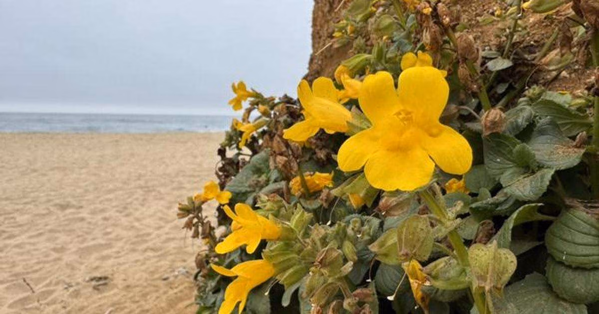 By studying the diversity of ways that wild monkeyflowers adapt to salt spray, researchers say their work could point to ways to make other plants, including crops, more resilient to salt exposure. And not just from ocean spray, but from sources ranging from winter road salt to worsening storm surges. (Image credit: David Lowry, Michigan State University)