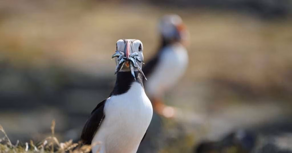 (Credit: NatureScot)