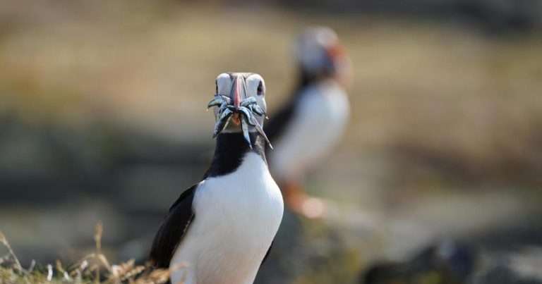 (Credit: NatureScot)