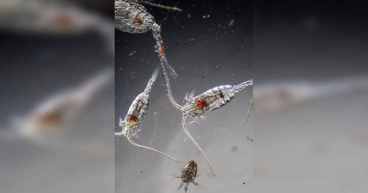 Copepods are among the most abundant animals in the sea, helping to drive the flow of energy through marine ecosystems. (Image credit: Marine Biological Association)
