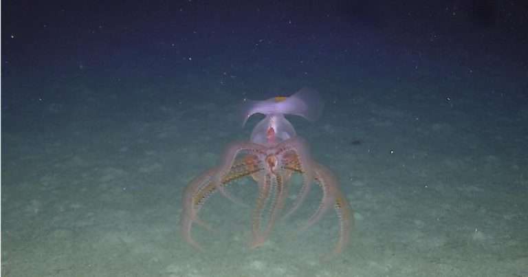 (Image credit: The BORA Blue Ocean Research Alliance)
