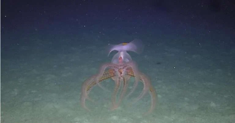 (Image credit: The BORA Blue Ocean Research Alliance)