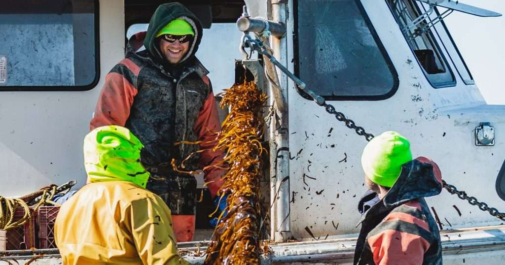 Fishermen harvest skinny kelp from lines off Chebeague Island. (Image credit: Atlantic Sea Farms and New England Ocean Cluster)