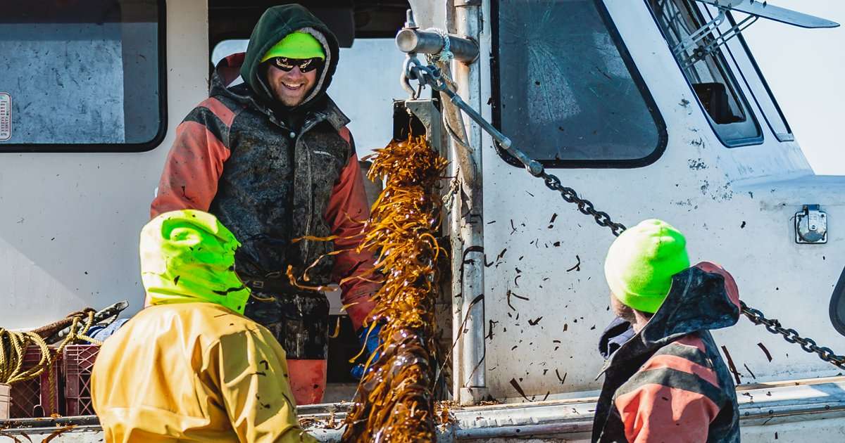 Fishermen harvest skinny kelp from lines off Chebeague Island. (Image credit: Atlantic Sea Farms and New England Ocean Cluster)