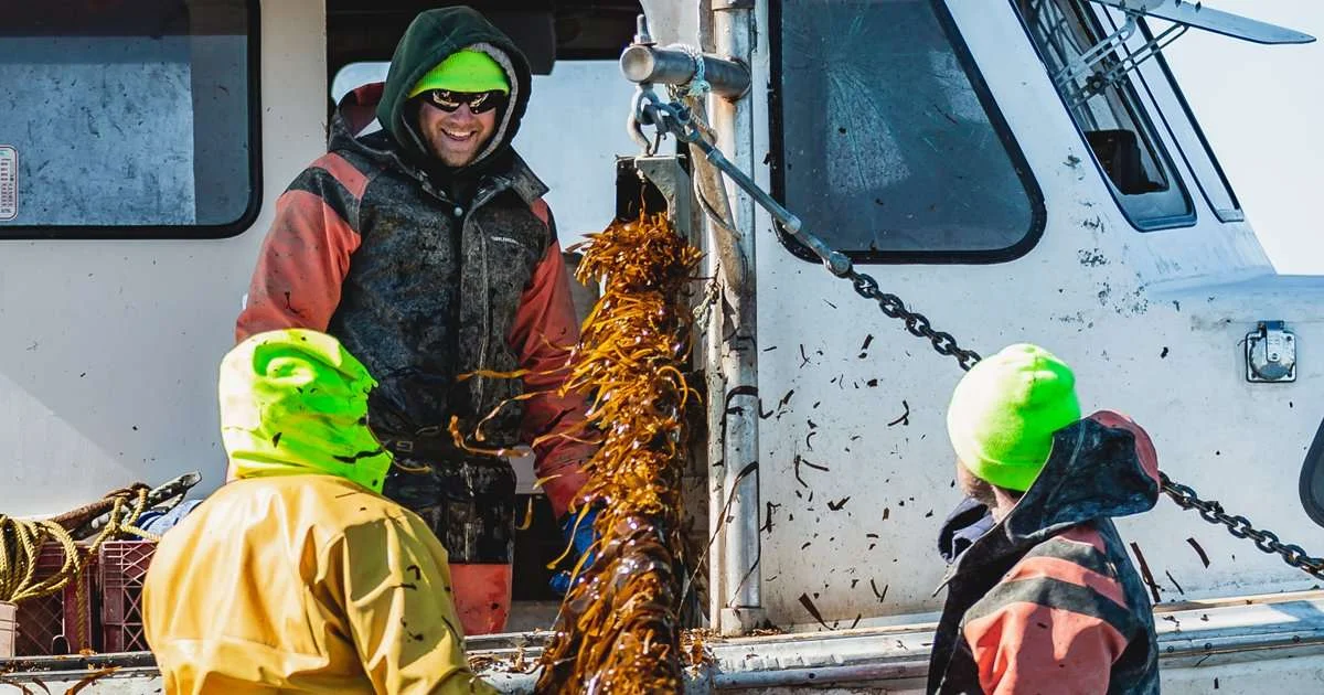 Study Reveals Four Distinct Sugar Kelp Populations Along Maine's Coast
