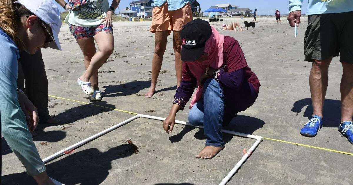 Visiting scientists count burrows on a Galveston beach. (Image credit: TAMUG Division of Marketing and Communications)