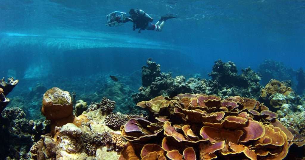 A scientific diver surveys a coral reef in Palmyra for the 100 Island Challenge, a CMBC-led research effort to track the health of coral reefs across 100 islands worldwide. (Credit: Brian Zgliczynski)
