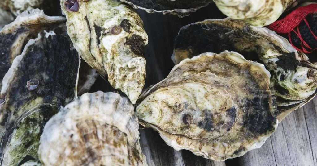 Eastern oysters (Crassostrea virginica) are native to the Atlantic coast of North America and are an important species for coastal ecosystems and fisheries. (Image credit: Daniel Hentz, Woods Hole Oceanographic Institution)