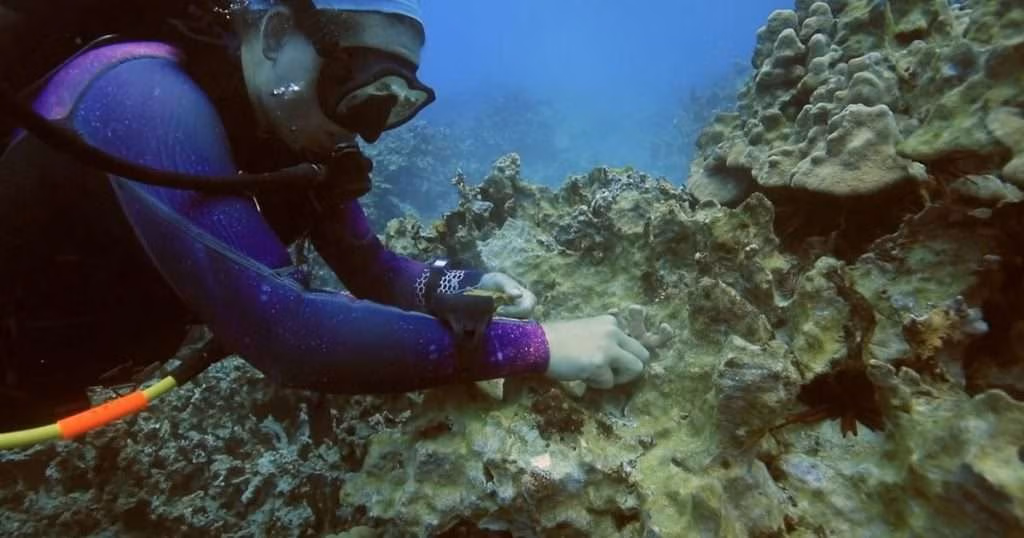 A diver works to restore coral to a reef in Hawai'i. (Image credit: TNC)
