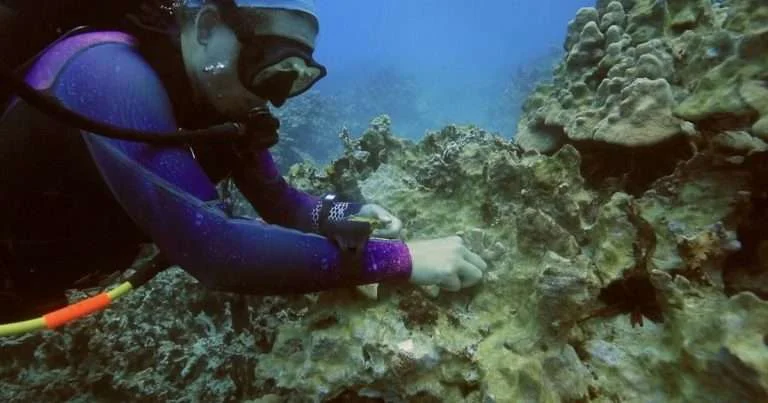 A diver works to restore coral to a reef in Hawai'i. (Image credit: TNC)
