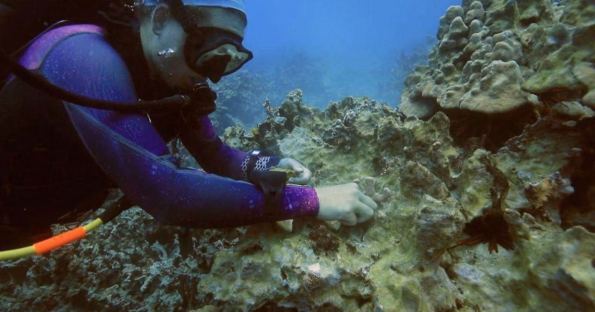 A diver works to restore coral to a reef in Hawai'i. (Image credit: TNC)