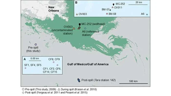 The map indicates where seawater samples were taken within Green Canyon (outside the area impacted) before the Deepwater Horizon oil spill in 2009. Samples were also collected during and immediately after the accident at the Mississippi Canyon wellhead (in the area impacted) as part of additional relevant studies. The green area demonstrates the potential oiling footprint of the DWH event from April to August 2010, according to NOAA’s National Environmental Satellite Data and Information Service radar. Extracted from Lim et al. (2026) (Image credit: NOAA AOML)