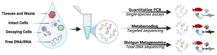 A “shotgun metagenomic” analysis entails extracting all of the environmental DNA (eDNA) within a seawater sample, breaking these genomes into pieces and then sequencing every single piece from every organism simultaneously to understand what organisms are prevalent and what role they may play within the ecosystem. (Image credit: NOAA AOML)