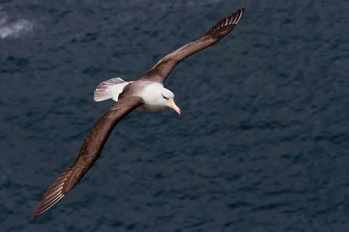 A black-browed albatross in flight. Wing length is one of the four functional traits examined in the study and is associated with juvenile survival, a key demographic component of population persistence under climate change. (Image credit: Samantha Patrick)