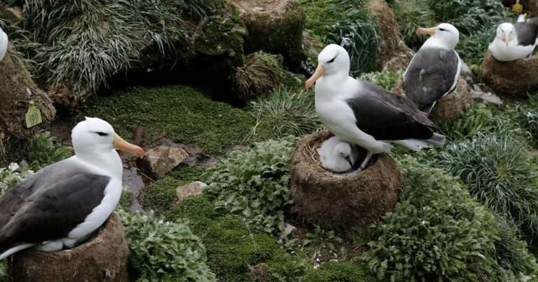 Black-browed albatrosses nesting at the Kerguelen Islands. The study uses more than three decades of demographic and phenotypic observations from this population to investigate whether evolutionary adaptation can buffer climate-driven population decline. (Image credit: Christopher Barbraud)