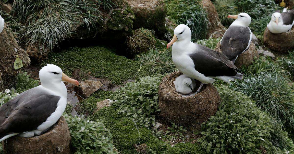 Black-browed albatrosses nesting at the Kerguelen Islands. The study uses more than three decades of demographic and phenotypic observations from this population to investigate whether evolutionary adaptation can buffer climate-driven population decline. (Image credit: Christopher Barbraud)