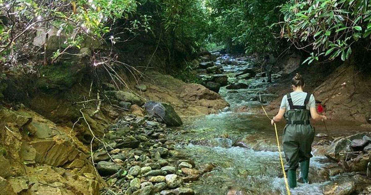 Upper Allen Creek in Waynesville Watershed Conservation Area, Waynesville, N.C. Much of the stream eroded to bedrock. (Image credit: Nathaniel Barrett)