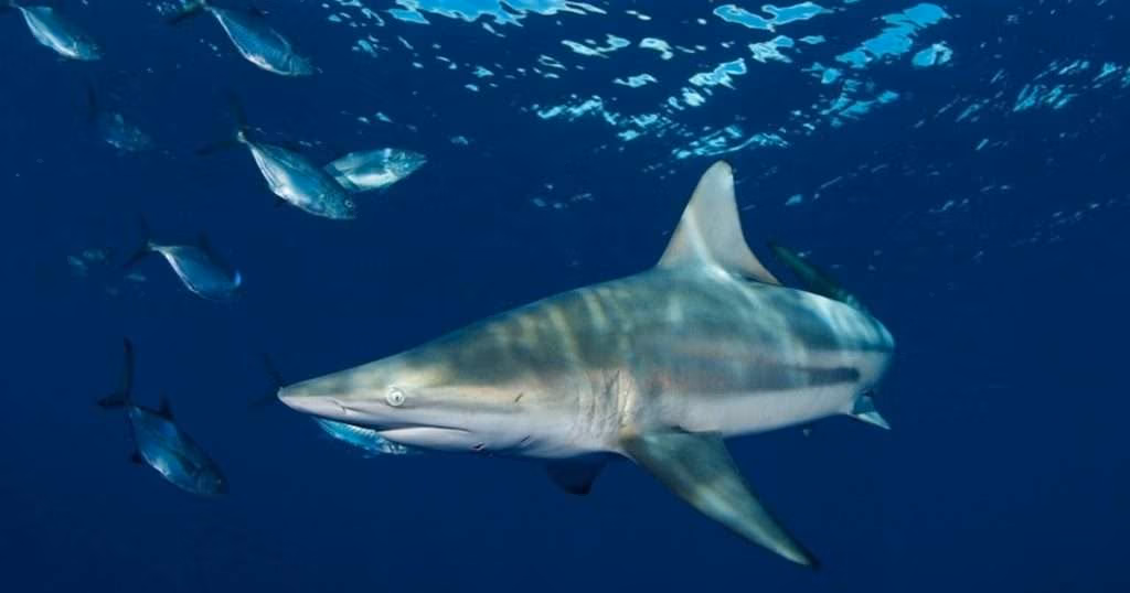 Using controlled low-frequency sounds and aerial drone tracking, researchers found blacktip sharks rapidly changed course when they detected a sound, providing evidence that they can also determine its direction. (Credit: FAU)