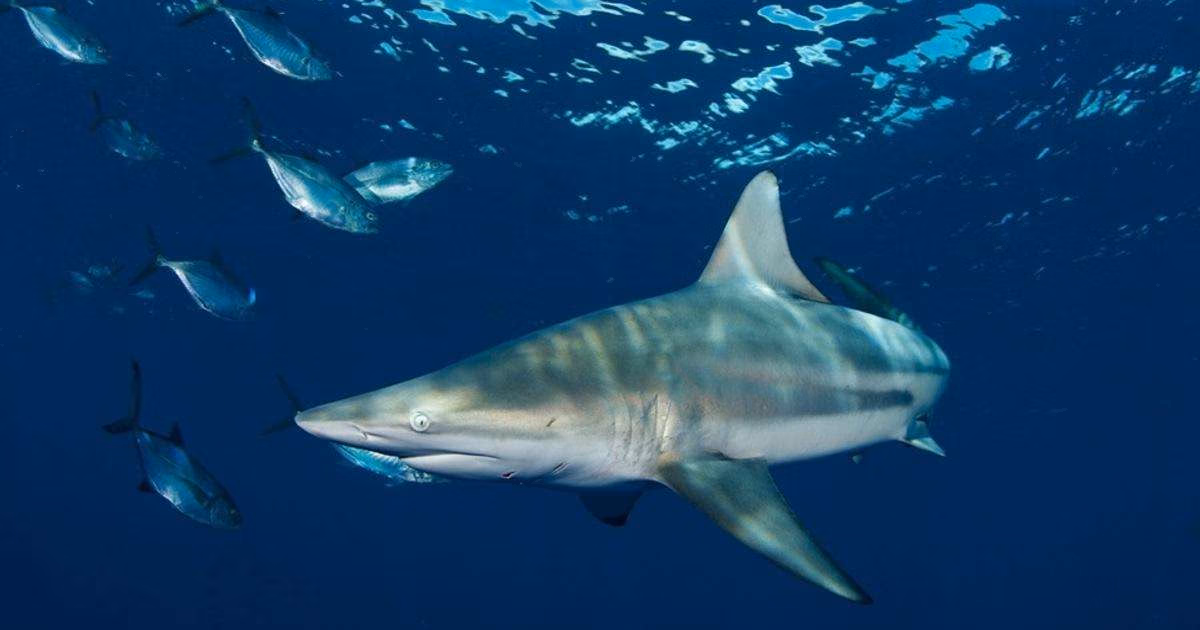 Using controlled low-frequency sounds and aerial drone tracking, researchers found blacktip sharks rapidly changed course when they detected a sound, providing evidence that they can also determine its direction. (Credit: FAU)