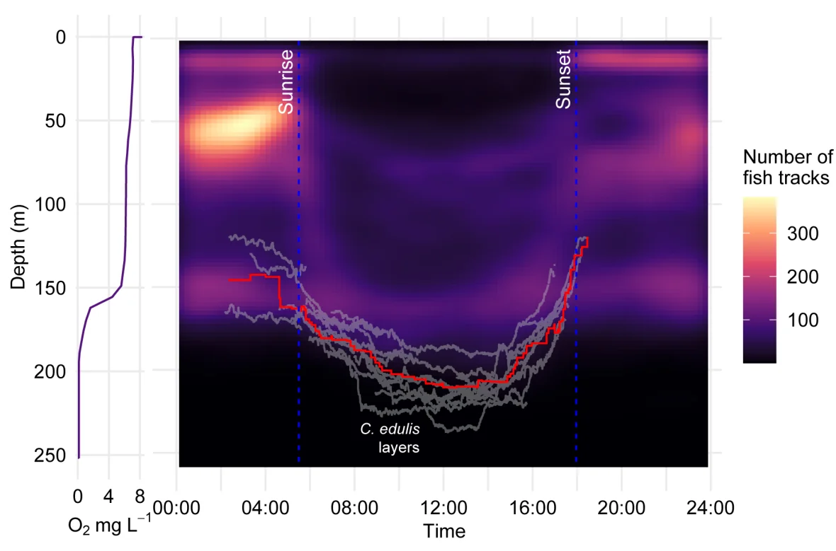Dissolved oxygen profile (0–250 m) with fish-school detections. Grey lines show daily C. edulis layer depths; red line shows the mean detection depth.
