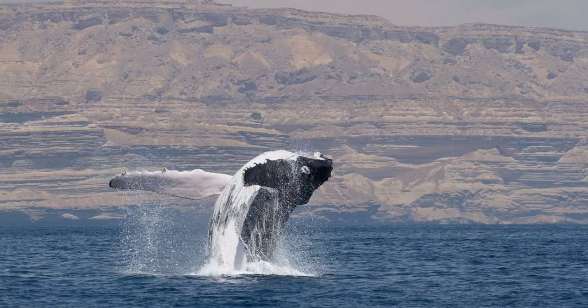 An Arabian Sea humpback whale breaches following interaction with another whale. Both whales had just been recorded singing before this shot. Along with the genetic evidence presented in this study, the unique structure of humpback whale song recorded in the Arabian Sea indicates that this population is isolated and distinct from other whale populations in the Indian Ocean. (Image credit: Darryl MacDonald)