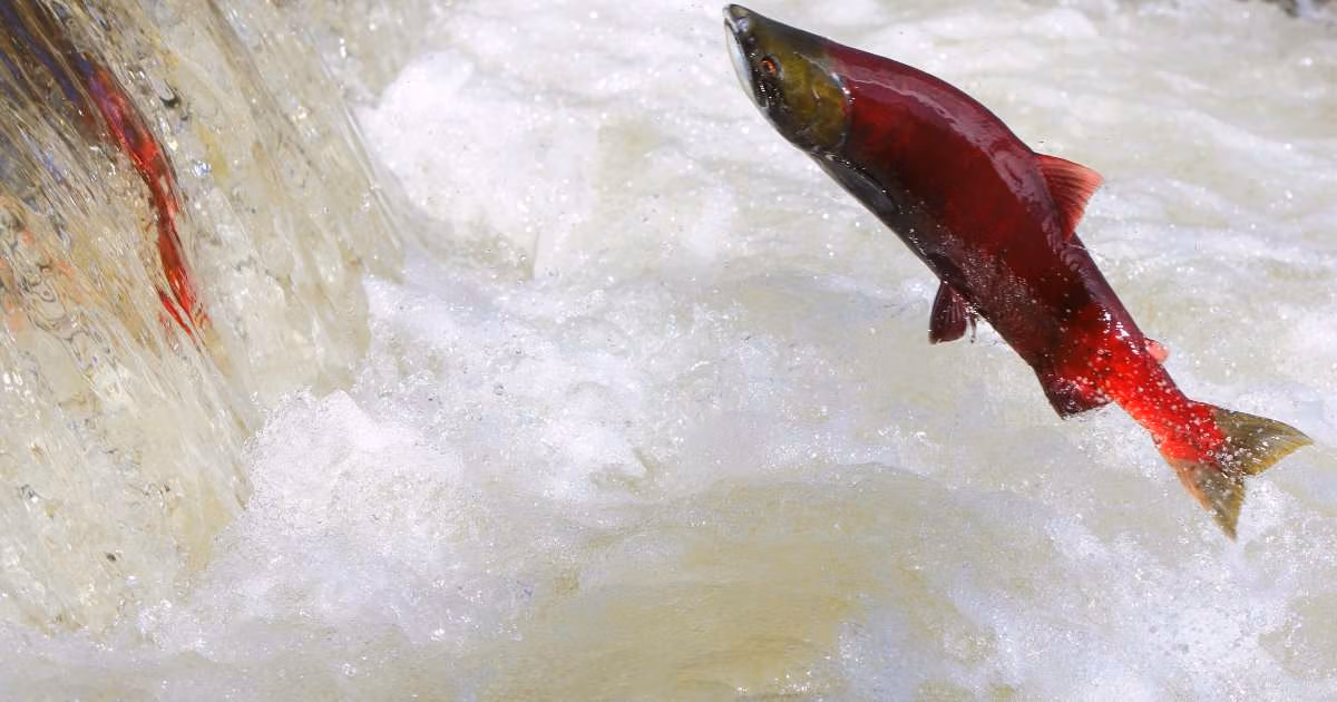 Canada and Gitanyow Nation Sign 10-Year Fisheries Reconciliation Agreement to Protect Salmon