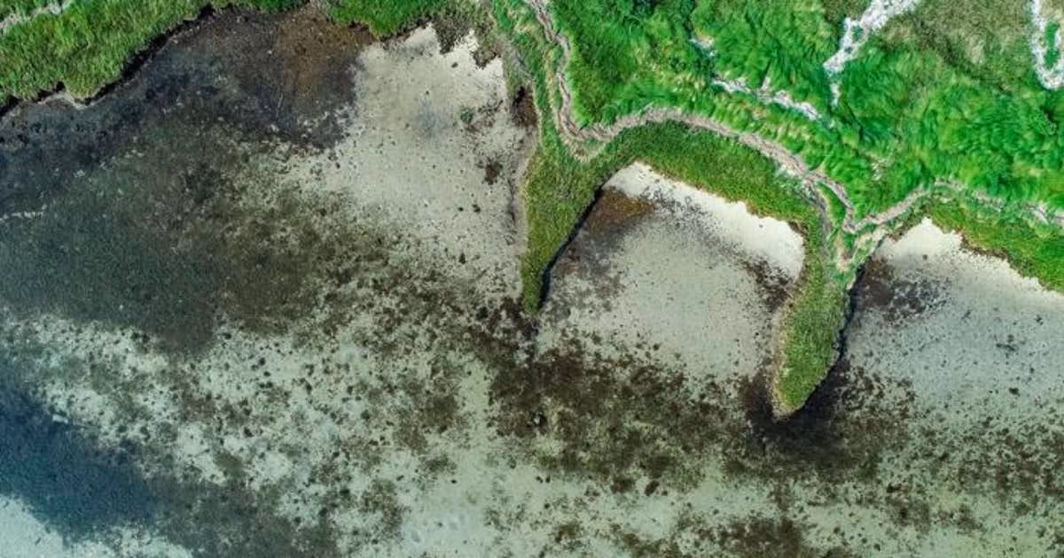Submerged aquatic vegetation near the coast in Mobjack Bay, Virginia. (Image credit: Mickie Edwards)