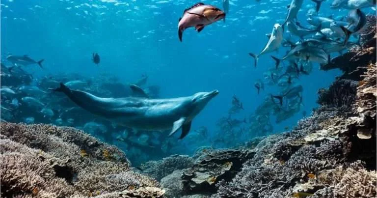 Bubbles the dolphin in action. (Image credit: Tracy Olive)