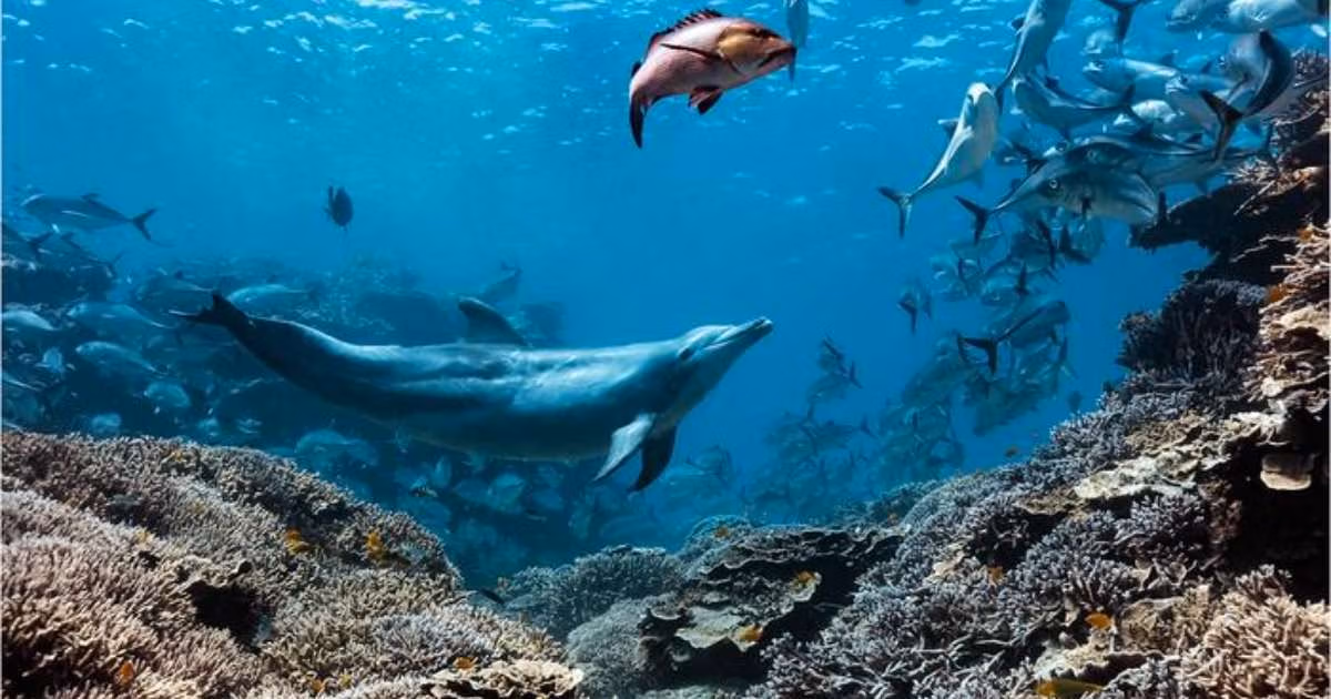 Bubbles the dolphin in action. (Image credit: Tracy Olive)