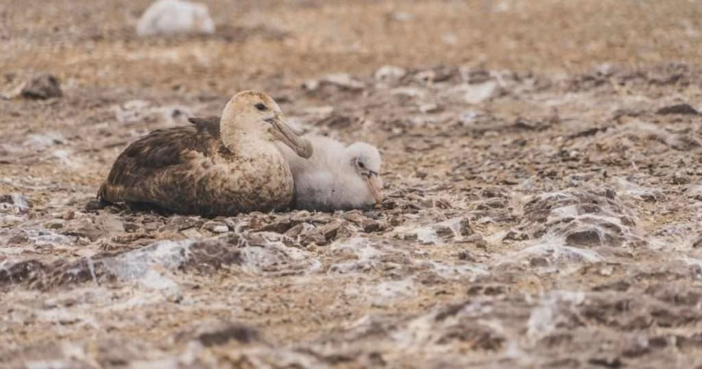 A southern giant petrel sits with its young chick in Patagonia in 2023. (Image credit: Violeta Lang)