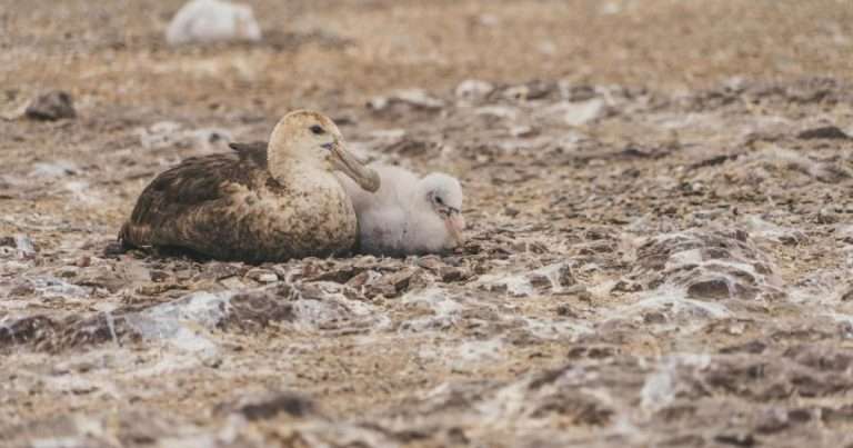 A southern giant petrel sits with its young chick in Patagonia in 2023. (Image credit: Violeta Lang)