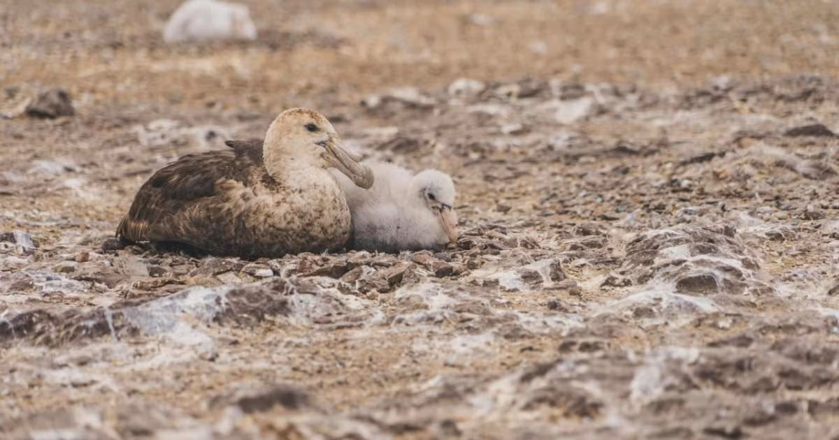 A southern giant petrel sits with its young chick in Patagonia in 2023. (Image credit: Violeta Lang)