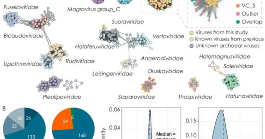 A global meta-omic survey expanded the non-redundant genomic catalogue of Aoguangviridae from 59 to 227 genomes and revealed extensive taxonomic diversity, broad oceanic distribution and transcriptional activity. The family comprises viruses associated with Poseidoniales, abundant marine archaea involved in oceanic organic-matter processing. (Image credit: Changyue Zhao and co-authors, Ocean University of China)