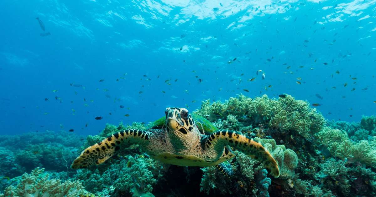 Sea turtle tracking project to identify vessel-strike risks in Biscayne Bay