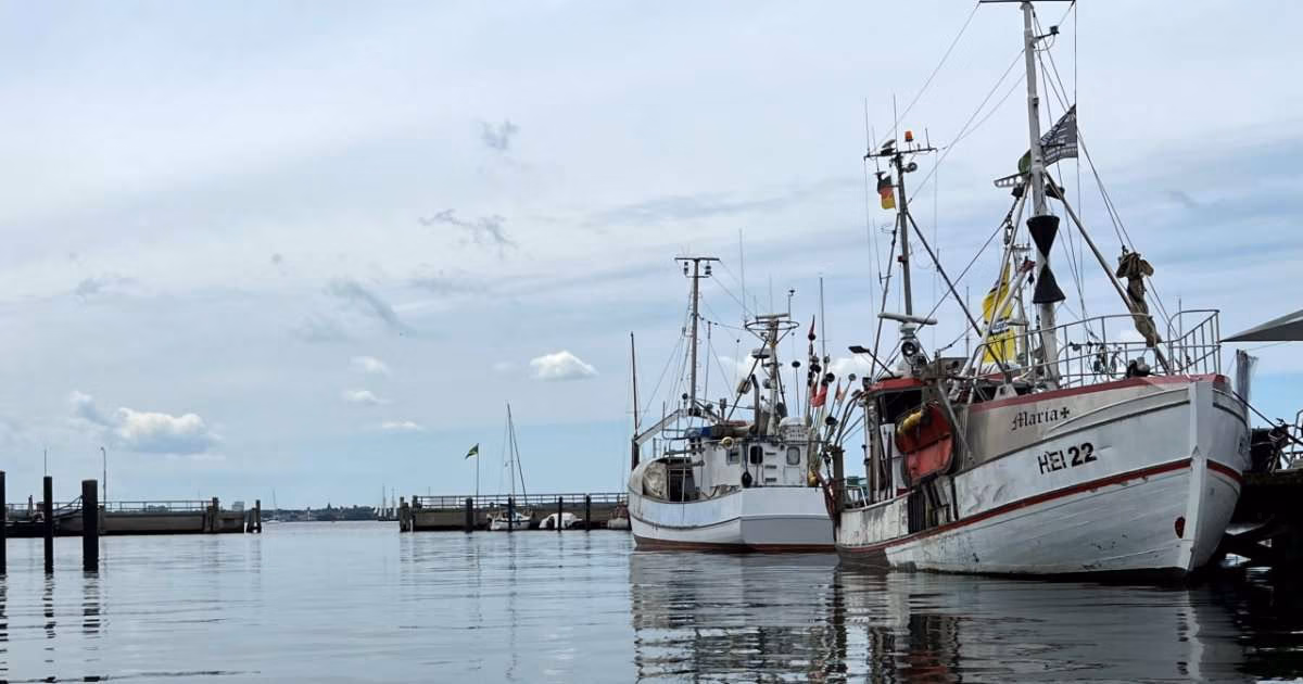 The study shows herring stock itself did shrink markedly in the 16th century, but it did not collapse completely. It was only the combined effect of several factors – environmental change, overfishing, and social change—that brought the profitable fishery to a sudden end. (Image credit: Schwermer, The University of Kiel)