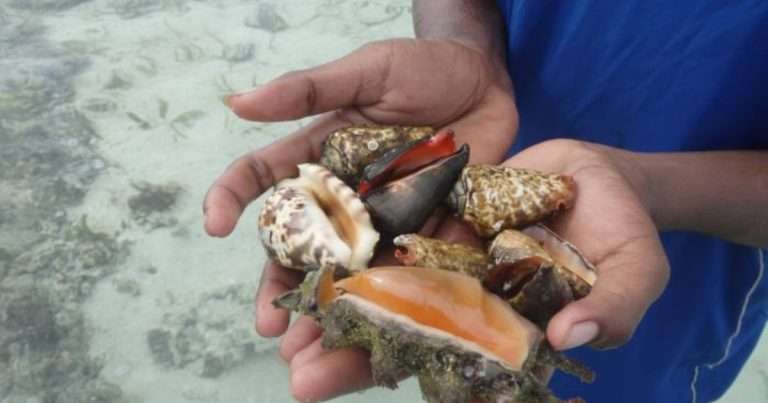 A gleaner holds a handful of aquatic invertebrates collected by hand from shallow coastal waters — a common small-scale fishing practice worldwide. (Image credit: KAUST)