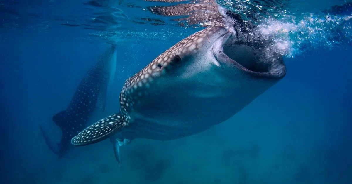 Mapping Shark and Ray Migration Pathways Key to Conservation Efforts