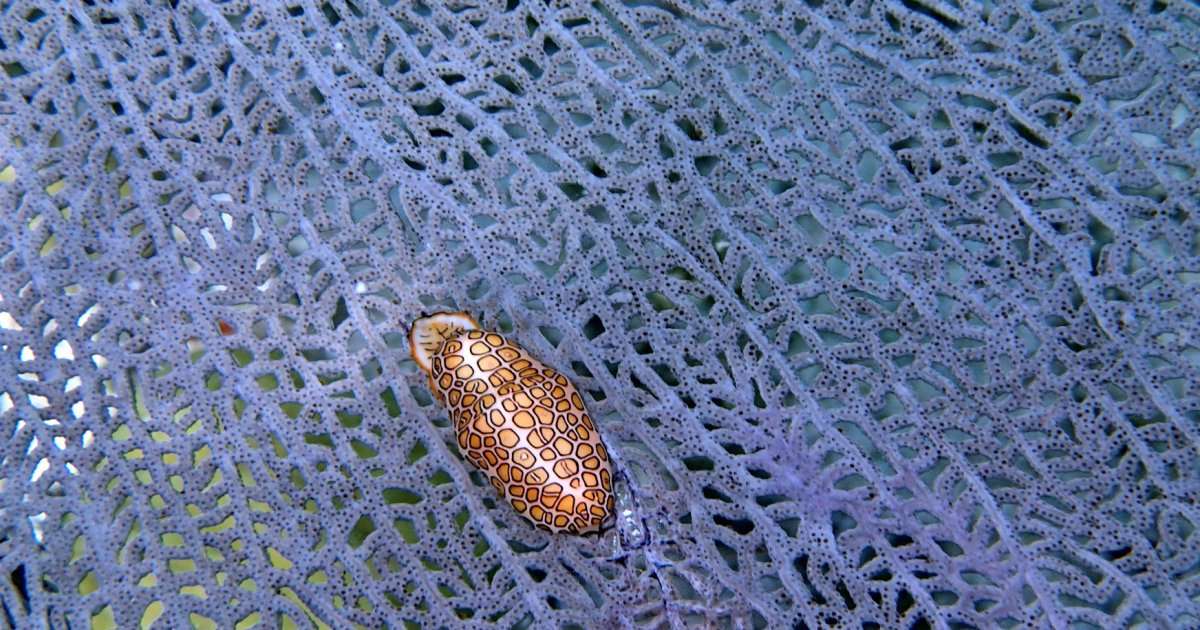Snail (Cyphoma gibbosum on Gorgonia ventalina) on coral. Tropical shallow-water molluscs face the sharpest warming trajectories - in the study the North Atlantic combined strong warming with declining productivity, both associated with smaller mean body size in gastropods. (Image credit: Craig McClain)