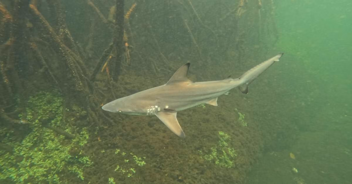 New Oceanographic Resistance Indicator Reveals Currents Shape Galápagos Fish Biodiversity