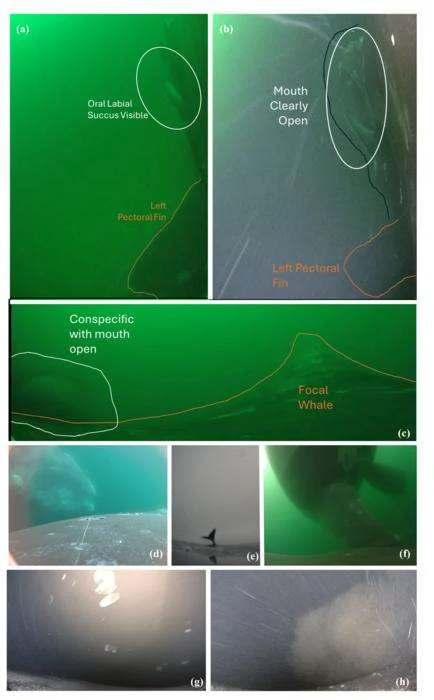Annotated images from CATs tag video diary deployments on North Atlantic right whales (Eubalaena glacialis) in the Gulf of St Lawrence, Canada. Reading left to right by row: (a) Annotated confirmed mouth open event from 10th July 2024 deployment on EG4903. (b) Annotated confirmed mouth open event from 7th July 2024 deployment on Tally, EG4612. (c) Unidentified conspecific feeding close to Warrior, #EG3942, on 13th July 2024, who is also presumed to be feeding. (d) Subsurface interaction between Peregrine, EG1628 and another individual on 11th July 2024. (e) Evidence of synchronised dive timing between Nimbus, EG3812, and another individual on 6th July 2024. (f) Subsurface body contact between Nimbus, EG3812 and another individual on 6th July 2024, presumably the same individual seen in the previous image. (f) & (g) Benthic interaction of EG5305, individual dove to the seafloor on three consecutive dives, rolled, and seemingly dragged its back on the seafloor. (Image credit: Kirkham et al., 2026, PLOS One, CC0)